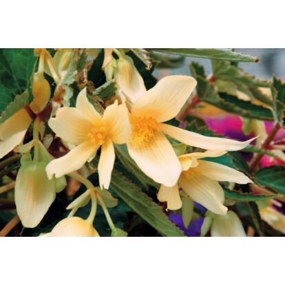 Begonia Summerwings Vanilla Elegance / Futó begónia