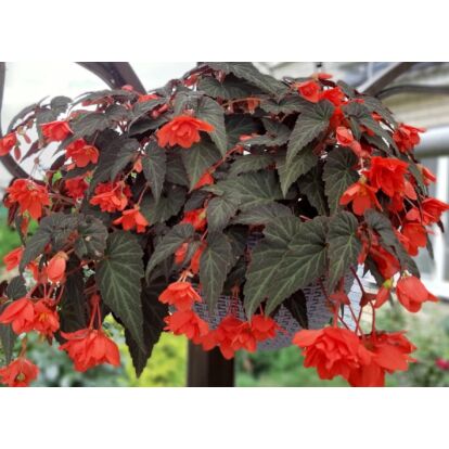 Begonia Summerwings Double Red / Futó begónia