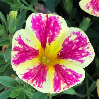 Calibrachoa Candy Shop Candy Bouquet