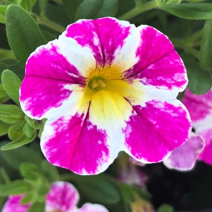 Calibrachoa Candy Shop Candy Crush