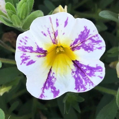 Calibrachoa Candy Shop Grape Splash