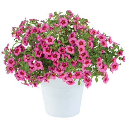 Calibrachoa Eyeconic Pink