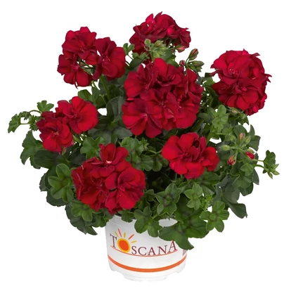 Medio Karolina Dark Red