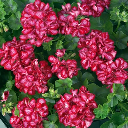 Medio Lollipop Mariska