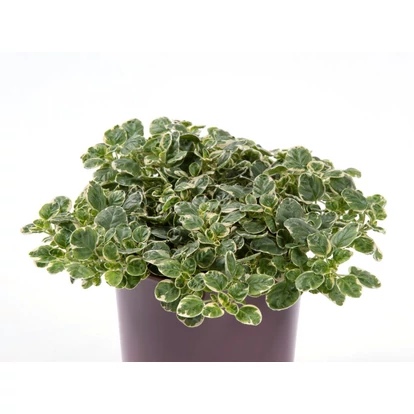 Origanum vulgare variegata / Szurokfű vagy oregánó - tarka levelű változat