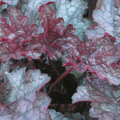 Heuchera &#039;Amethyst Mist&#039; / Tűzeső