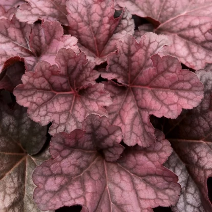 Heuchera &#039;Berry Smoothie&#039; / Tűzeső