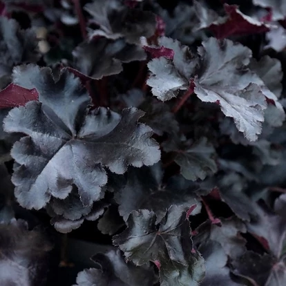 Heuchera &#039;Black Pearl&#039; / Tűzeső