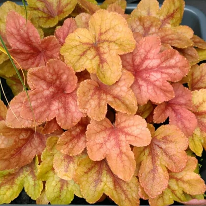 Heucherella 'Buttered Rum' / Tűzeső