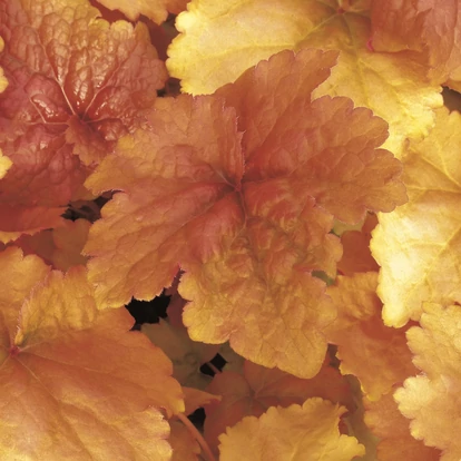 Heuchera &#039;Creme Brulee&#039; / Tűzeső