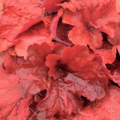 Heuchera &#039;Fire Alarm&#039; / Tűzeső