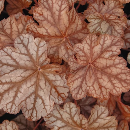 Heuchera 'Frosted Flame' / Tűzeső