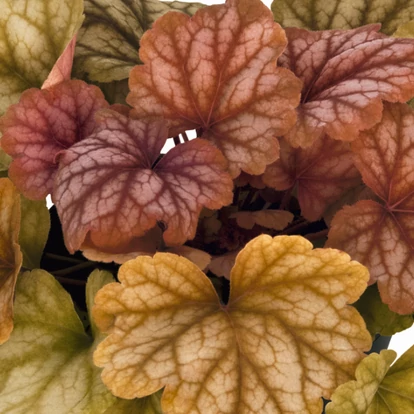 Heuchera 'Champagne' / Tűzeső