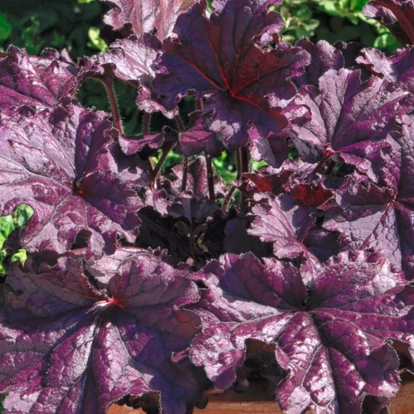 Heuchera 'Forever Purple' / Tűzeső