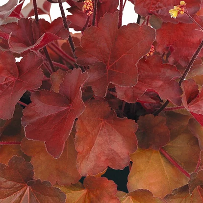 Heuchera 'Little Cuties Blondie' / Tűzeső