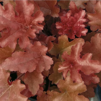 Heuchera 'Red Fury' / Tűzeső