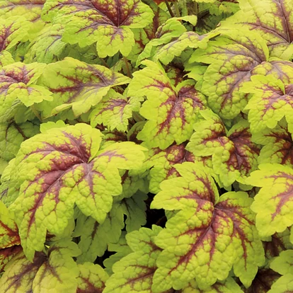 Heucherella 'Stoplight' / Tűzeső
