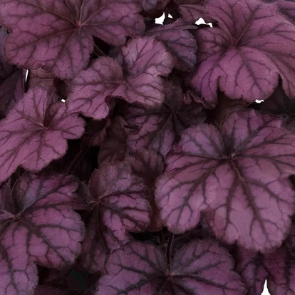 Heuchera 'Wild Rose' / Tűzeső