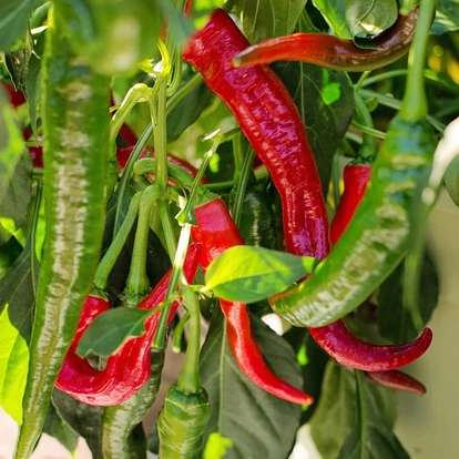 Csili paprika &#039;Hyper&#039;