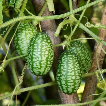 Mexikói datolyauborka / Melothria scabra