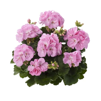 Trend Gesa Light Pink