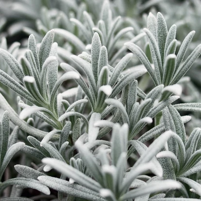 Lavandula lanata / Gyapjas levendula