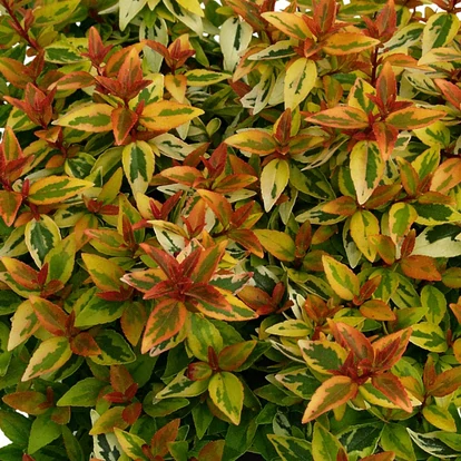 Abelia grandiflora 'Kaleidoscope' / Tárnicslonc