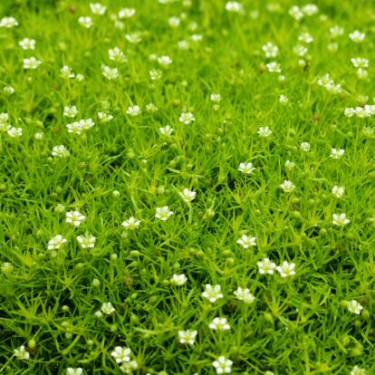 Sagina subulata 'Scotch Moss' / Szálkás zöldhúr, csillagmoha