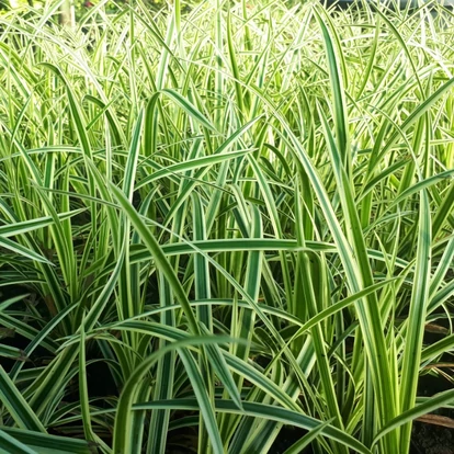 Carex morrowii x foliosis 'Vanilla Ice' / Tarka sás