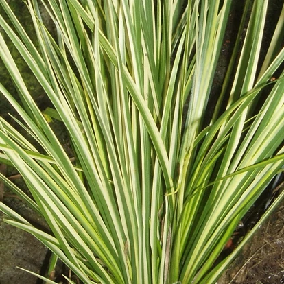 Acorus gramineus &#039;Variegatus&#039; / Aranytarka kálmos