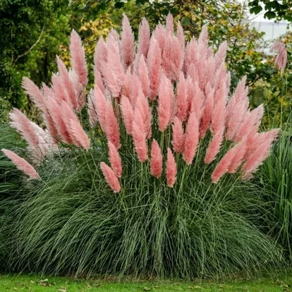 Cortaderia selloana &#039;Rose Plume&#039; / Pampafű