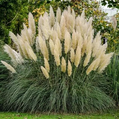 Cortaderia selloana &#039;White Plume&#039; / Pampafű