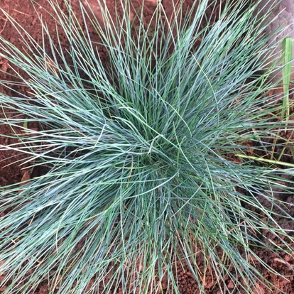Festuca cinerea 'Azurit' / Deres csenkesz