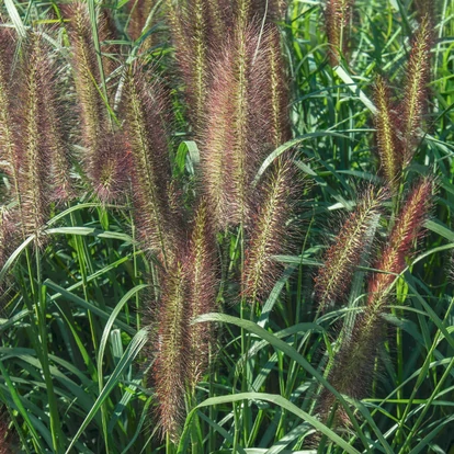 Pennisetum alopecuroides 'Red Head' / Tollborzfű
