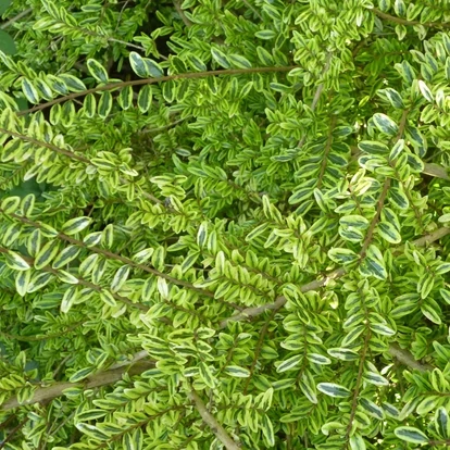 Lonicera nitida 'Lemon Queen' / Örökzöld mirtuszlonc