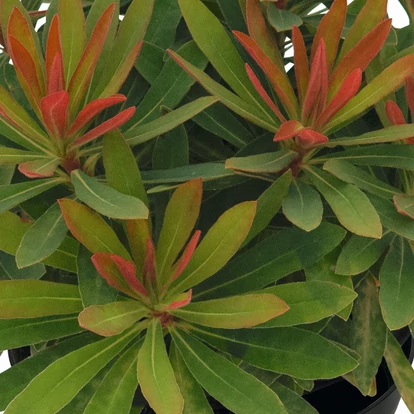 Euphorbia &#039;Medea&#039; / Évelő kutyatej