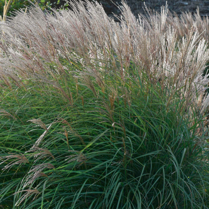 Miscanthus sinensis 'Kleine Silberspinne' / Japánfű, virágosnád