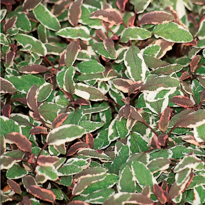Salvia officinalis `Tricolor´ / Orvosi zsálya