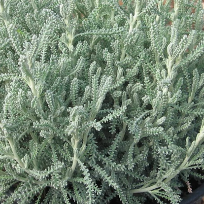 Santolina chamaecyparissus / Hamvas cipruska
