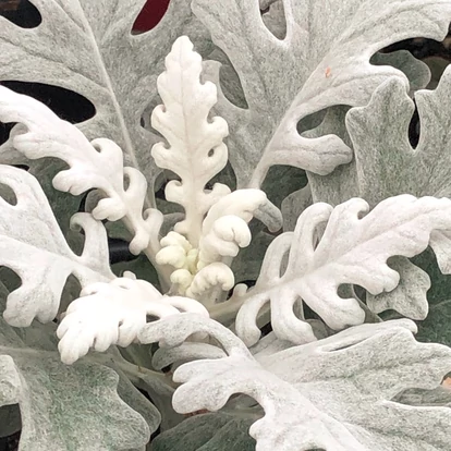 Senecio hibrid &#039;Winter Whisper&#039; / Hamvaska