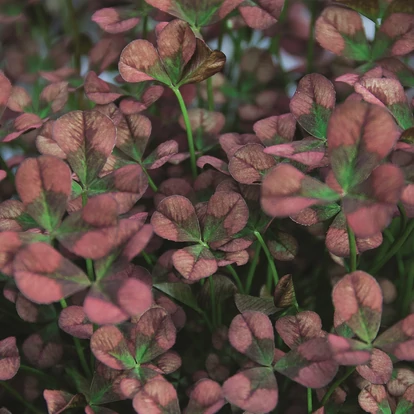 Trifolium ANGEL CLOVER 'Beauty' / Díszhere