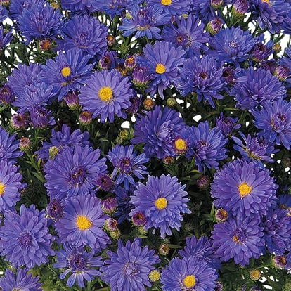 Aster dumosus &#039;Azurit&#039; / Törpe őszirózsa