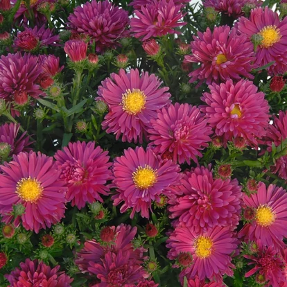 Aster dumosus &#039;Rubin&#039; / Törpe őszirózsa