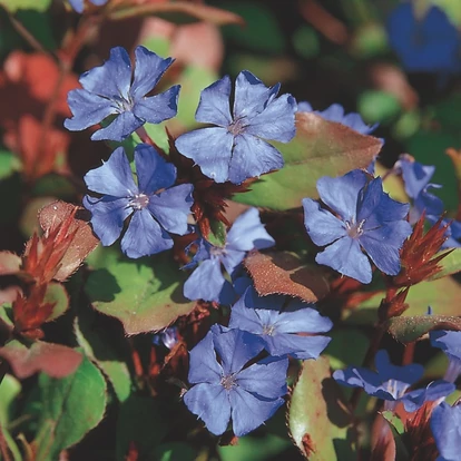 Ceratostigma plumbaginoides / Tarackoló kékgyökér