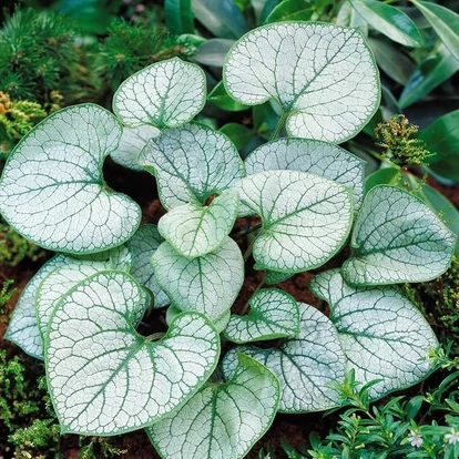 Brunnera macrophylla &#039;Jack Frost&#039; / Kaukázusi nefelejcs