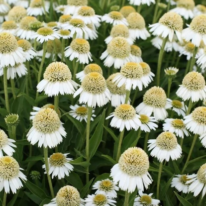 Echinacea purpurea 'Delicious Ice' / Kasvirág