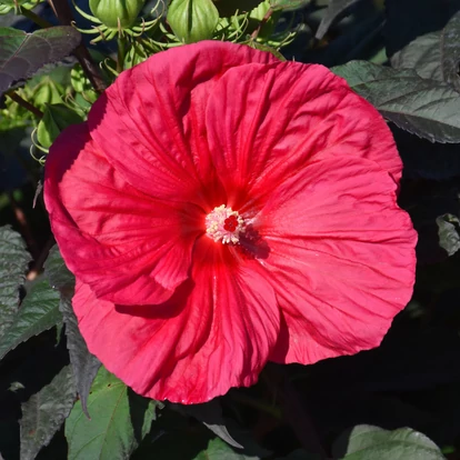 Hibiscus hibrid SUMMERIFIC 'Summer in Paradise' / Mocsári hibiszkusz