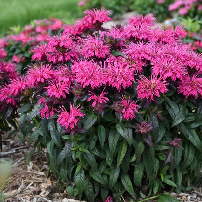Monarda didymia SUGAR BUZZ 'Berry Taffy' / Méhbalzsam, indiáncsalán