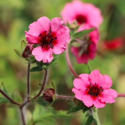 Potentilla nepalensis 'Miss Willmott' / Nepáli pimpó