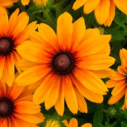Rudbeckia hibrid SUNBECKIA 'Carolina' / Borzas kúpvirág